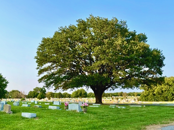 WW Cemetery View